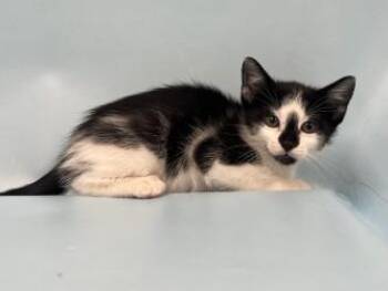 NSYNC -  Domestic Short Hair Cat for Adoption in Golden Valley, Minnesota - NSYNC | PetCurious