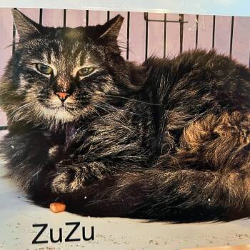 Zuzu -  Domestic Long Hair Cat for Adoption in Wells, Maine - Zuzu | PetCurious