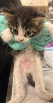 Domestic Short Hair Cats Available for Adoption in Riverside, California - LUIGI | PetCurious