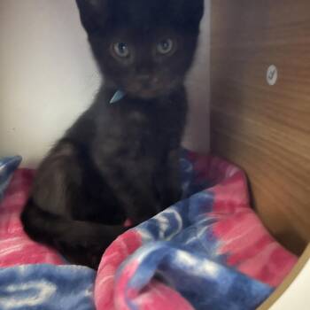 Andy -  Domestic Long Hair Cat for Adoption in Elmwood Park, Wisconsin - Andy | PetCurious