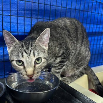 Rescue Domestic Short Hair Cats for Adoption in Muscatine, Iowa - Shasta | PetCurious