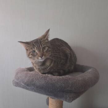 Bianca -  Domestic Short Hair Cat for Adoption in Melbourne, Kentucky - Bianca | PetCurious