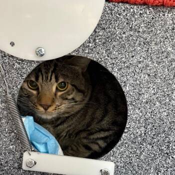 Evander -  Domestic Short Hair Cat for Adoption in Salt Lake City, Utah - Evander | PetCurious