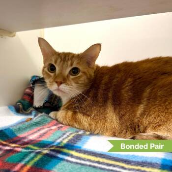 Dora (bonded with Tails) -  Domestic Short Hair Cat for Adoption in Reisterstown, Maryland - Dora (bonded With Tails) | PetCurious