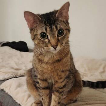 Domestic Short Hair and Tabby Cats Available for Adoption - Marceline | PetCurious