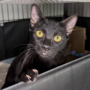 Nyx -  Domestic Short Hair Cat for Adoption in Long Beach, California - Nyx | PetCurious
