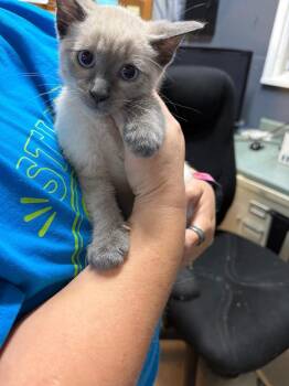 Fabi -  Siamese Cat for Adoption in Virginia, Minnesota - Fabi | PetCurious