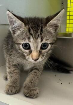 Kitty -  Domestic Short Hair Cat for Adoption in Fort Myers, Florida - Kitty | PetCurious
