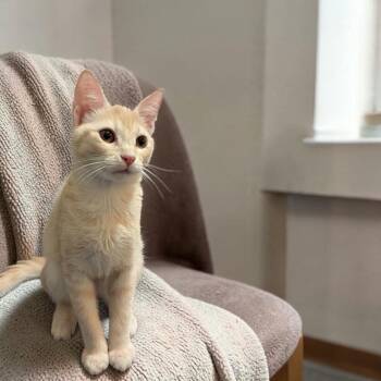 Kit Kat -  Domestic Short Hair Cat for Adoption in Fort Worth, Texas - Kit Kat | PetCurious