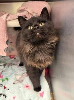 Domestic Long Hair and Domestic Short Hair Cats Available for Adoption - Gem | PetCurious