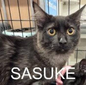 Domestic Long Hair Cats Available for Adoption - SASUKE | PetCurious