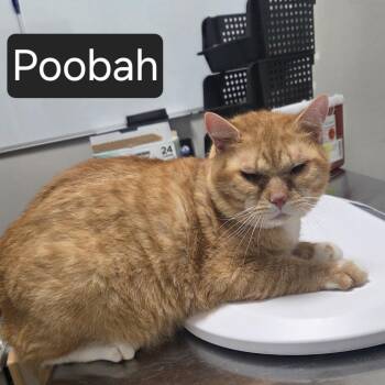 Poobah -  Domestic Short Hair Cat for Adoption in Snow Hill, North Carolina - Poobah | PetCurious