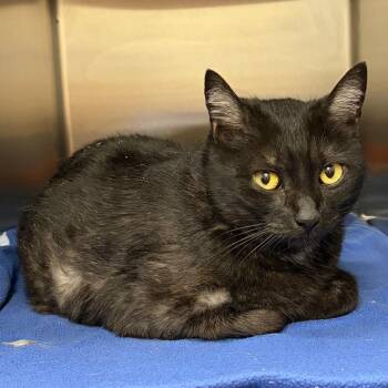 Domestic Short Hair Cats Available for Adoption in Keizer, Oregon - Stray 4/24 A64668 | PetCurious