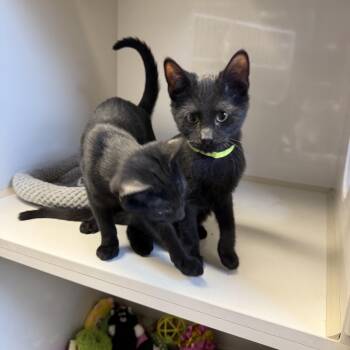 Rescue Domestic Short Hair Cats for Adoption in Butler, New Jersey - Patrick | PetCurious