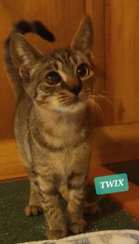 Rescue Tabby Cats for Adoption in Elgin, South Carolina - TWIX | PetCurious