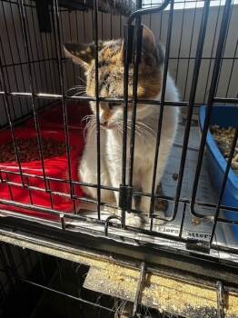 Rescue Calico Cats for Adoption in Louisville, Illinois - Endora | PetCurious