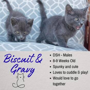 Biscuit and Gravy -  Domestic Short Hair Cat for Adoption in Junction City, Kansas - Biscuit And Gravy | PetCurious