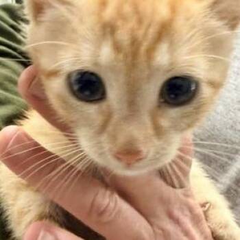 Zest -  Domestic Short Hair Cat for Adoption in Horn Lake, Mississippi - Zest | PetCurious
