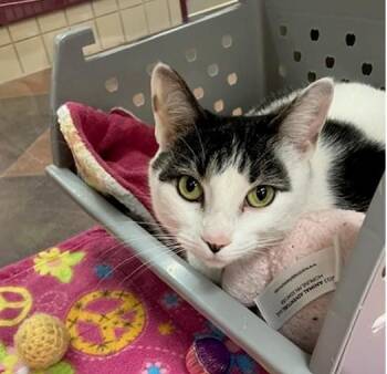 Domestic Short Hair Cats Available for Adoption in Springfield, Massachusetts - MERARI | PetCurious