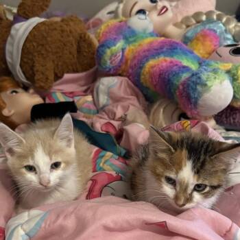 Tweet 22767 -  Domestic Short Hair Cat for Adoption in Minneapolis, Minnesota - Tweet 22767 | PetCurious