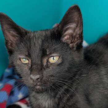 Eeyore -  Domestic Short Hair Cat for Adoption in Seattle, Washington - Eeyore | PetCurious