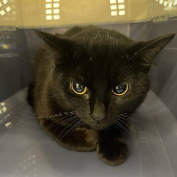Boxelder Beetle -  Domestic Short Hair Cat for Adoption in Oak Park, Illinois - Boxelder Beetle | PetCurious