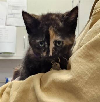 STARLIGHT -  Domestic Short Hair Cat for Adoption in St. Louis, Missouri - STARLIGHT | PetCurious