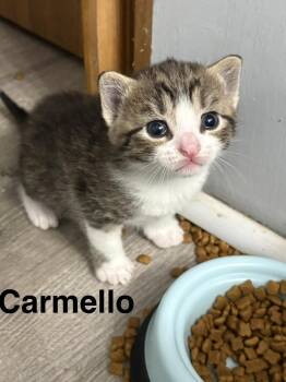 Carmello -  Domestic Short Hair Cat for Adoption in Telford, Pennsylvania - Carmello | PetCurious