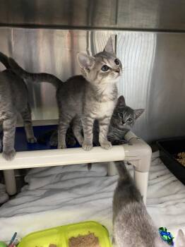 Faline - At shelter -  Domestic Short Hair Cat for Adoption in Rustburg, Virginia - Faline - At Shelter | PetCurious