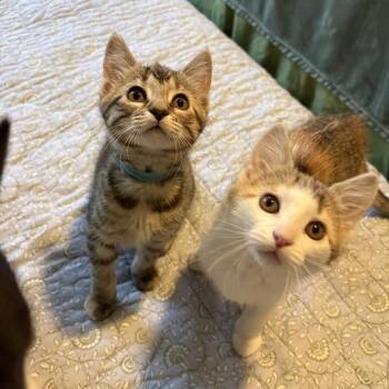 Domestic Short Hair Cats Available for Adoption in Minnetonka, Minnesota - Cadbury C68759 | PetCurious