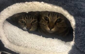 Maxine and Rubina -  Domestic Short Hair Cat Available for Adoption in Victoria, British Columbia - Maxine And Rubina | PetCurious