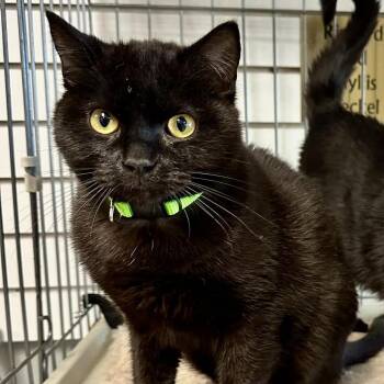 Domestic Short Hair Cats Available for Adoption in Union, Missouri - Enro CI 22 | PetCurious