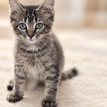 Nova -  Domestic Short Hair Cat for Adoption in Inman, South Carolina - Nova | PetCurious