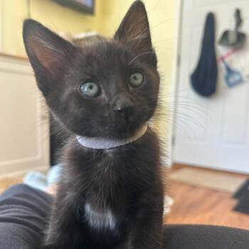 Zane -  Domestic Short Hair Cat for Adoption in West Olive, Michigan - Zane | PetCurious