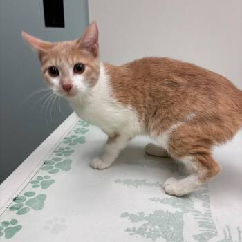 Domestic Short Hair Cats Available for Adoption - Shelby | PetCurious