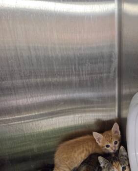 Powell -  Domestic Short Hair Cat for Adoption in Rock Springs, Wyoming - Powell | PetCurious