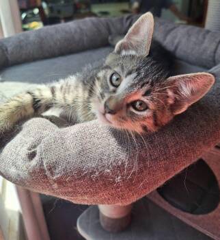 Rescue Domestic Short Hair Cats for Adoption in Union Gap, Washington - Snickerfritz | PetCurious