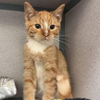 Ron -  Domestic Short Hair Cat for Adoption in Waterloo, Iowa - Ron | PetCurious