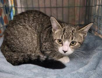 Magnolia -  Domestic Short Hair Cat for Adoption in Gainesville, Florida - Magnolia | PetCurious