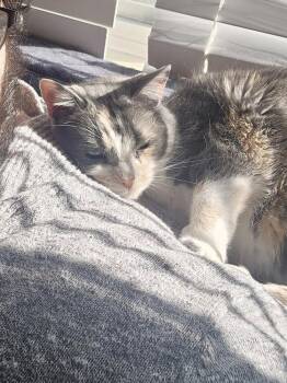 Domestic Short Hair Cats Available for Adoption in Ferndale, Michigan - Star (was Ms. Mari-nara) | PetCurious