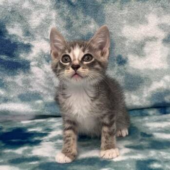 Wobbles -  Domestic Short Hair Cat for Adoption in Benld, Illinois - Wobbles | PetCurious