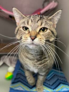 Rescue Domestic Short Hair Cats for Adoption in Menomonie, Wisconsin - Isadora | PetCurious