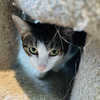 American Shorthair Cats Available for Adoption in Seguin, Texas - Paula | PetCurious