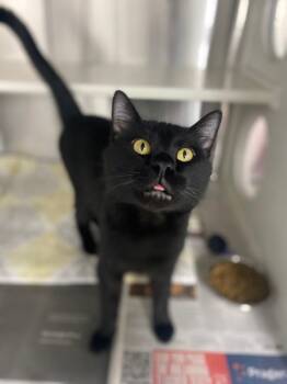 Rescue Domestic Short Hair Cats for Adoption in Fort Worth, Texas - Shadow | PetCurious