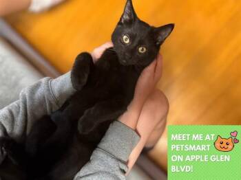 LICORICE -  Domestic Short Hair Cat for Adoption in Fort Wayne, Indiana - LICORICE | PetCurious