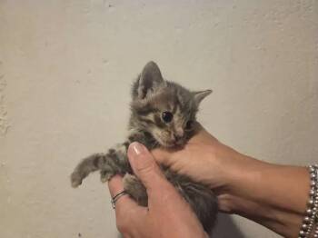 Yahtzee -  Domestic Short Hair Cat for Adoption in Wyoming, Michigan - Yahtzee | PetCurious