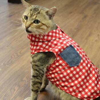 Canelo -  Domestic Short Hair Cat for Adoption in Houston, Texas - Canelo | PetCurious