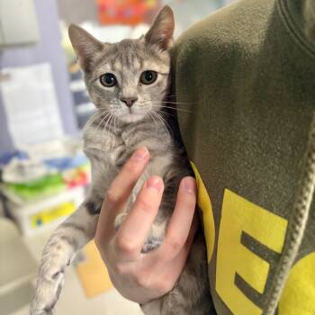 Rescue Domestic Short Hair Cats for Adoption in Kyle, Texas - VEXY | PetCurious