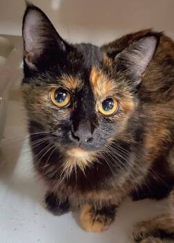 Mabel -  Tortoiseshell Cat for Adoption in Rockford, Illinois - Mabel | PetCurious