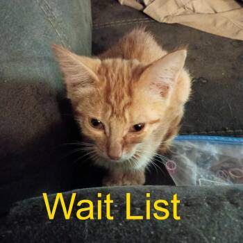 Jeff -  Domestic Short Hair Cat for Adoption in Livingston, Texas - Jeff | PetCurious